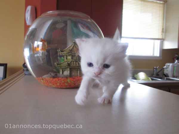 chaton persan blanc yeux bleus