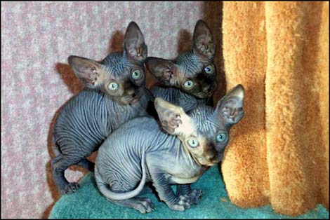 merveilleux chatons sphynx disponible