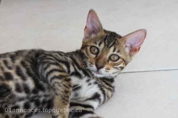 femelle Bengal Brown black tabby spotted