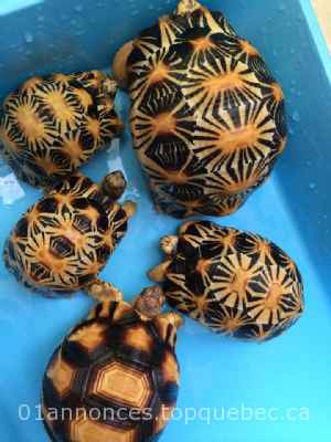 Radiated tortoises, Yniphora tortoises